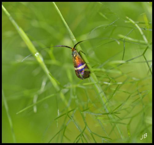 Adela australis