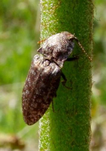 Agrypnus murinus
