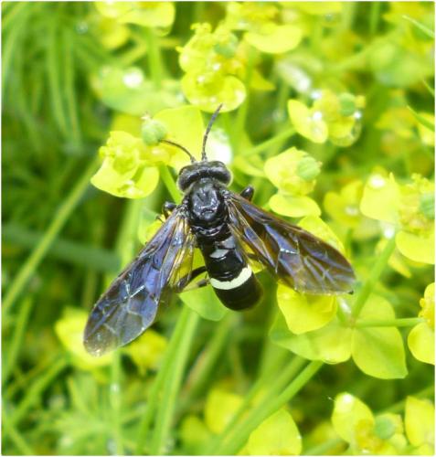 Réf. 100 547 : Cephaledo bifasciata bifasciata