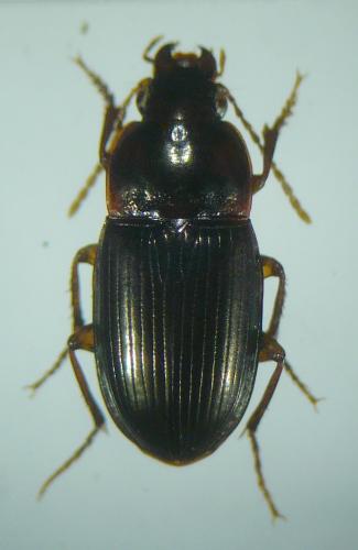 Amara bifrons