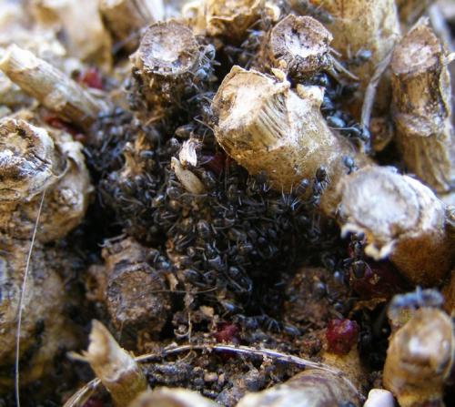 Réf. 100 521 : Tapinoma magnum