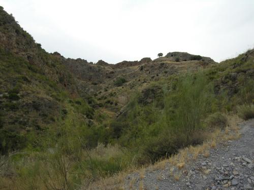 Morica planata