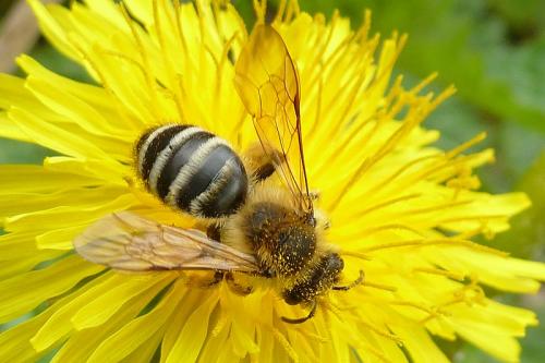 Andrena gravida