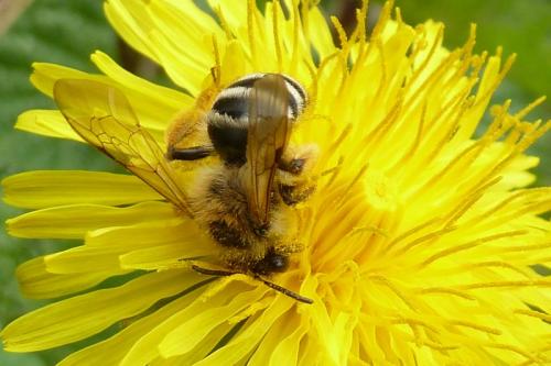 Andrena gravida