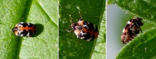 Réf. 100 346 : Anthrenus scrophulariae