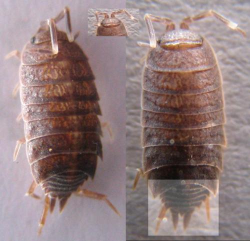 Porcellionides pruinosus
