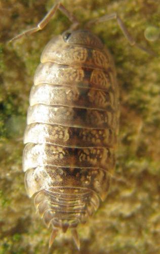 Porcellio monticola