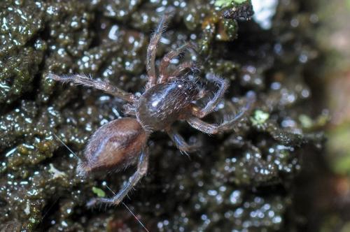 Porrhoclubiona leucaspis