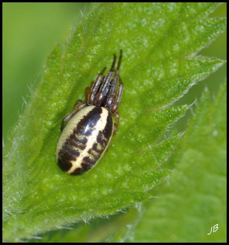 Réf. 100 897 : Singa sp.