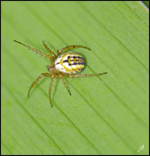 Mangora acalypha