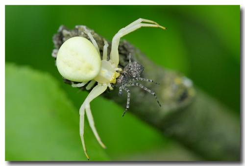 Misumena vatia