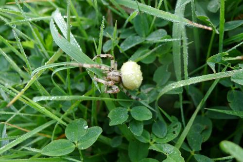 Araneus quadratus