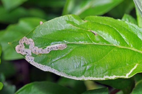 Aulagromyza hendeliana