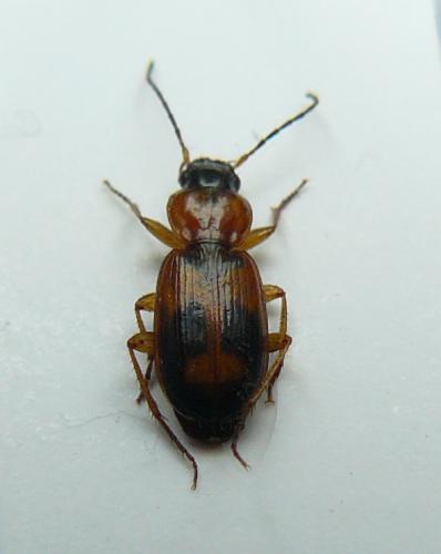 Réf. 100 932 : Badister sp.
