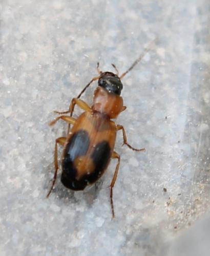 Réf. 100 548 : Badister sp.