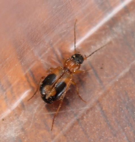 Réf. 100 948 : Badister sp.
