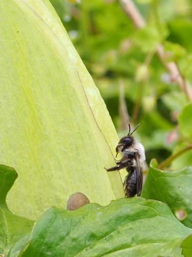 Andrena vaga