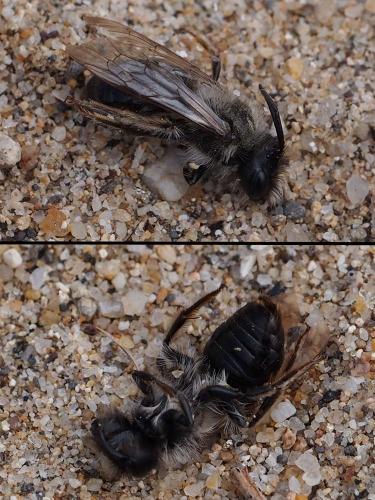 Réf. 100 032 : Andrena vaga