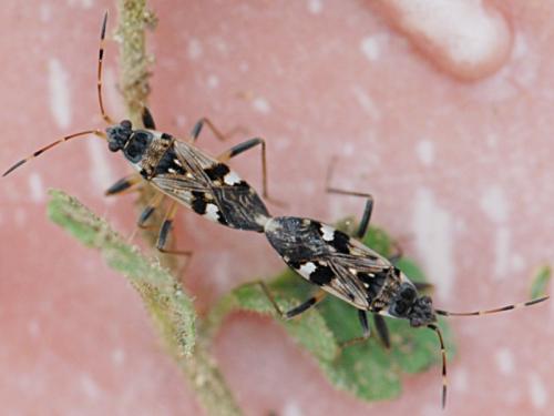 Beosus maritimus