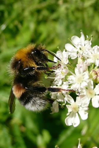 Bombus sp.