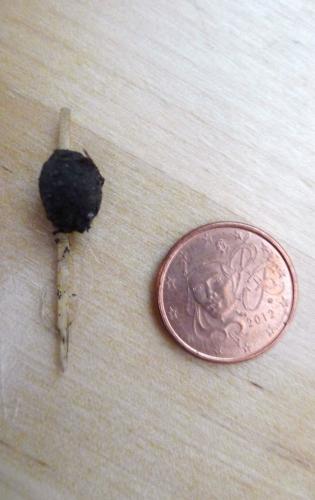 Agroeca sp.