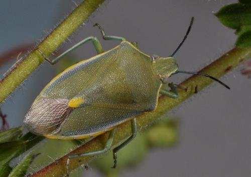 Brachynema germarii