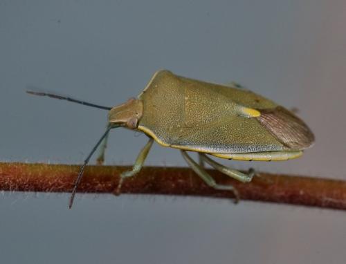 Réf. 100 849 : Brachynema germarii