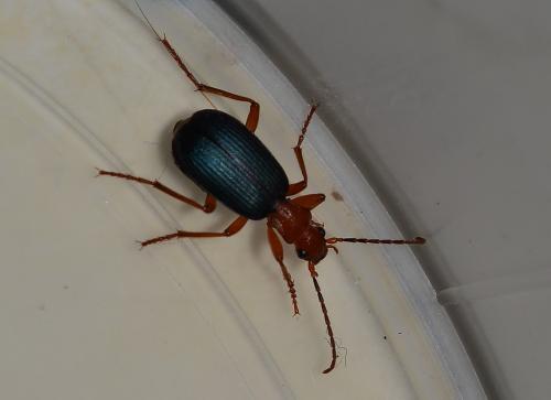 Réf. 100 867 : Brachinus sp.