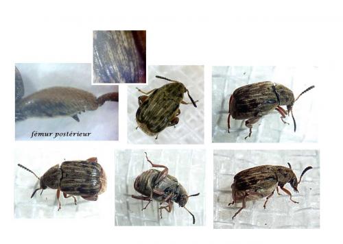 Acanthoscelides obtectus