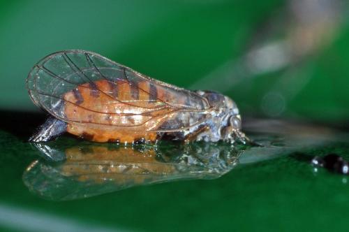 Réf. 100 070 : Cacopsylla sp.