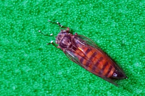 Réf. 100 071 : Cacopsylla sp.