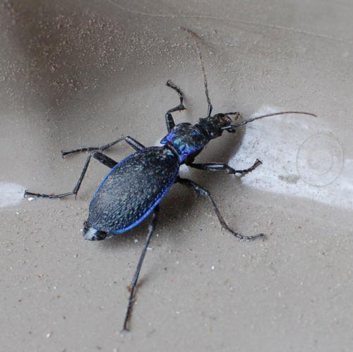 Carabus intricatus