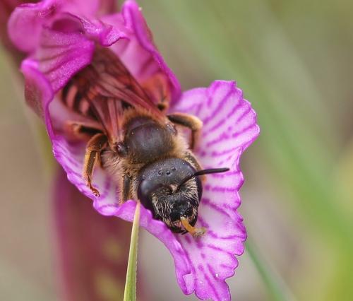 Réf. 100 921 : Halictus sp.