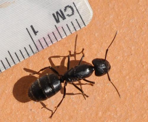 Camponotus vagus