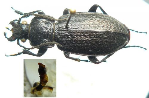 Réf. 100 939 : Carabus alysidotus