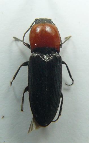 Cardiophorus gramineus