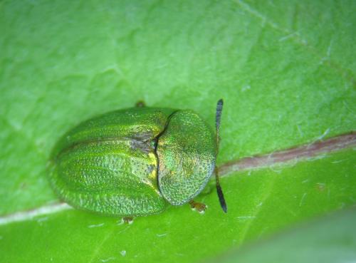 Réf. 100 665 : Cassida sp.