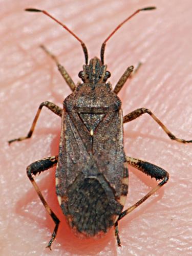 Ceraleptus gracilicornis