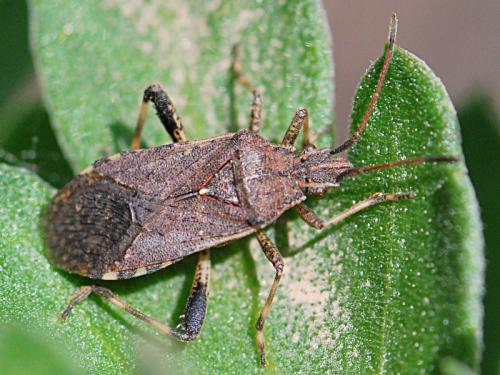 Réf. 100 199 : Ceraleptus gracilicornis