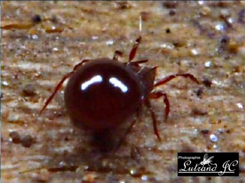 Réf. 100 316 : Ceratoppia sp.