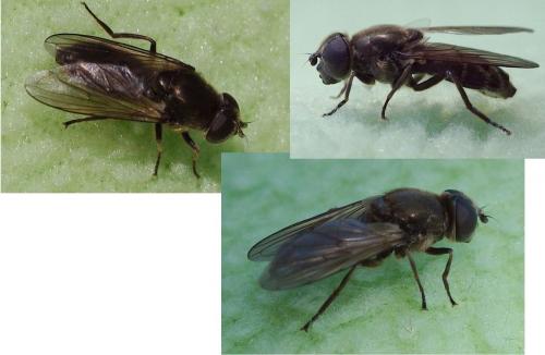 Cheilosia sp.