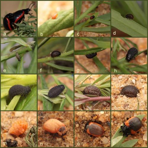 Réf. 100 174 : Chrysolina sanguinolenta