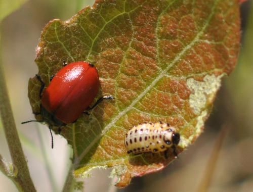 Réf. 100 063 : Chrysomela populi