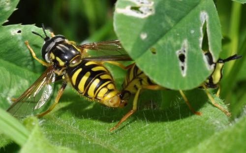 Réf. 100 098 : Chrysotoxum cautum
