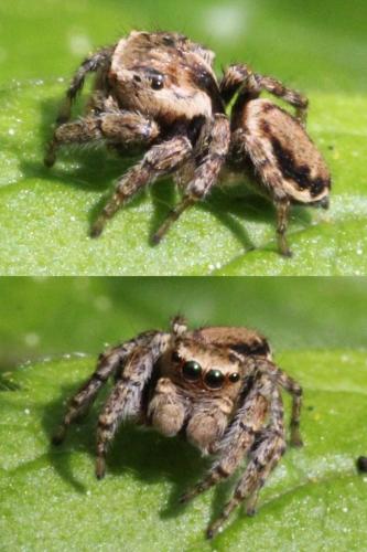 Evarcha falcata