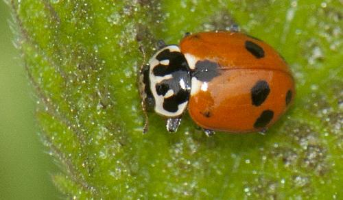 Hippodamia variegata
