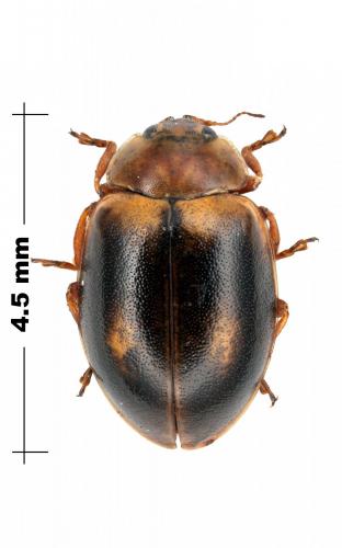 Réf. 100 088 : Aphidecta obliterata