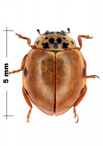 Réf. 100 249 : Harmonia quadripunctata