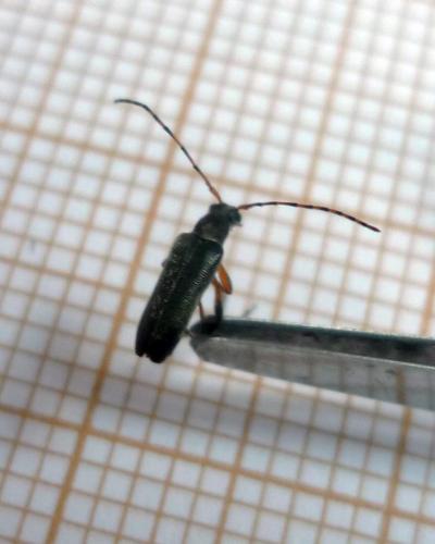 Réf. 100 420 : Grammoptera ruficornis