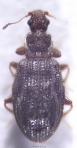 Cartodere nodifer